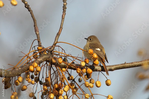 Obraz ジョウビタキ