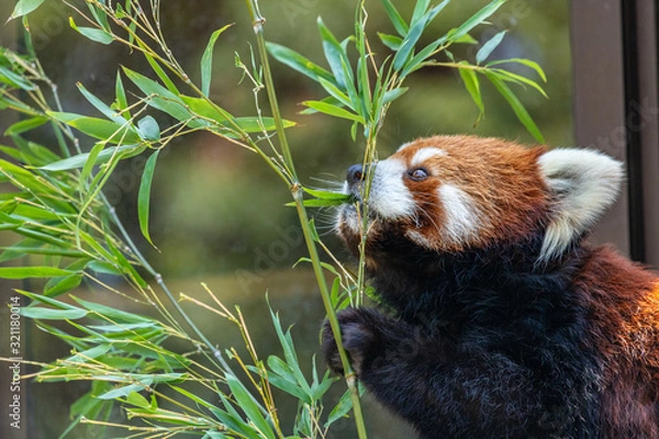 Obraz 【千葉県】千葉市動物公園のレッサーパンダ