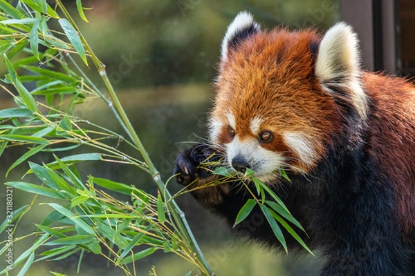 Obraz 【千葉県】千葉市動物公園のレッサーパンダ