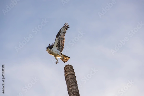 Fototapeta Close up of a the back of a Mexican Hawk possing at the top of a tall palm tree trunk