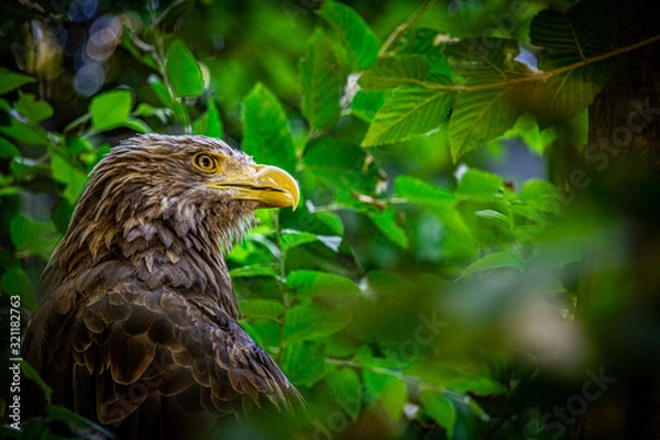 Obraz 【千葉県】千葉市動物公園のオジロワシ