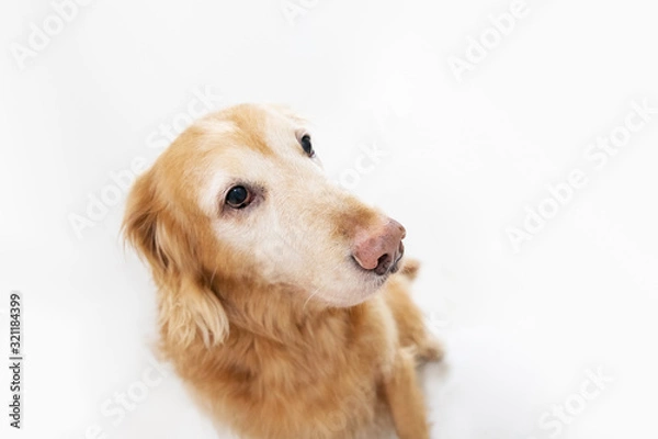 Obraz golden retriever on white background