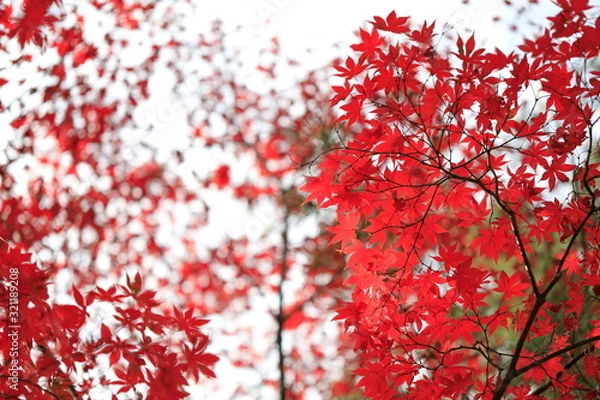 Fototapeta 한국의 아름다운 가을 단풍