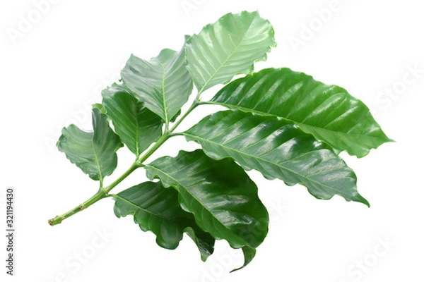 Obraz Coffee leaves green on white background.