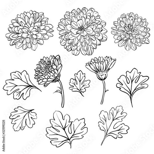 Obraz Piękne kwiaty chryzantemy