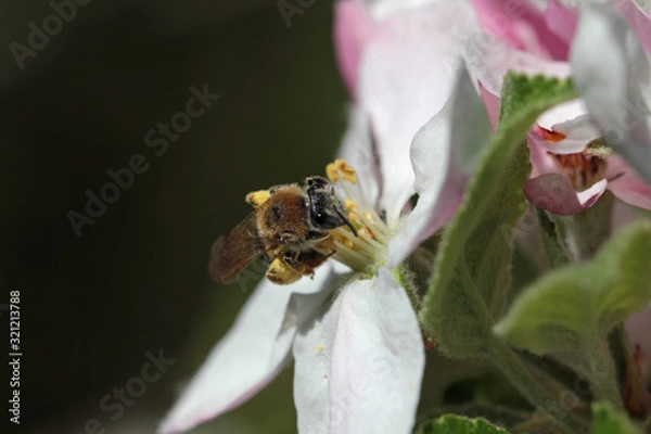 Fototapeta Wildbiene in Apfelblüte