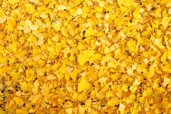 Obraz イチョウの黄葉