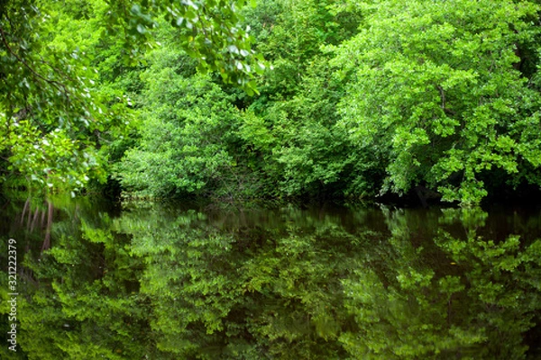 Fototapeta Green trees on the Bank are reflected in the river