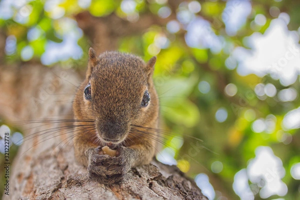Fototapeta Eichhörnchen