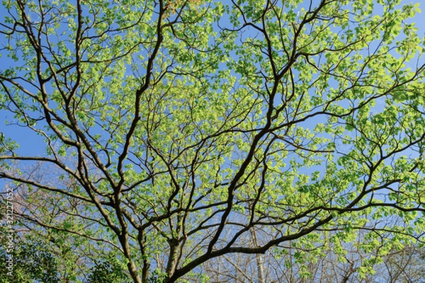 Fototapeta 新緑の木