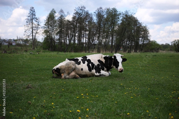 Fototapeta A dairy cow is resting in a green spring meadow among flowering dandelions in the village.