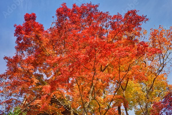 Fototapeta 善峯寺の紅葉