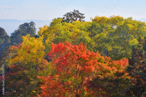 Fototapeta 善峯寺の紅葉