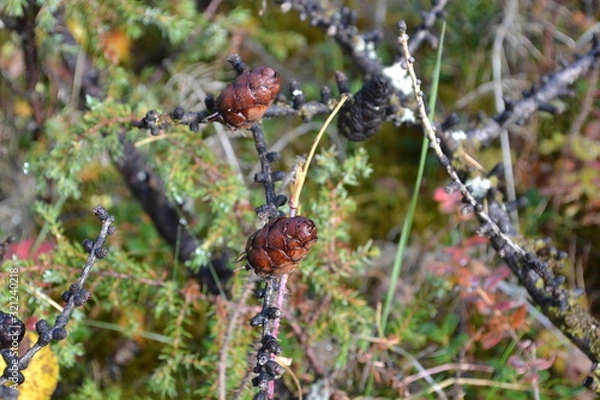 Fototapeta A few cones growing on a tree in the northern forests