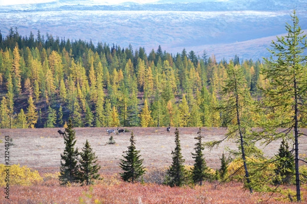 Fototapeta Wild deer graze in the mountains around the forest