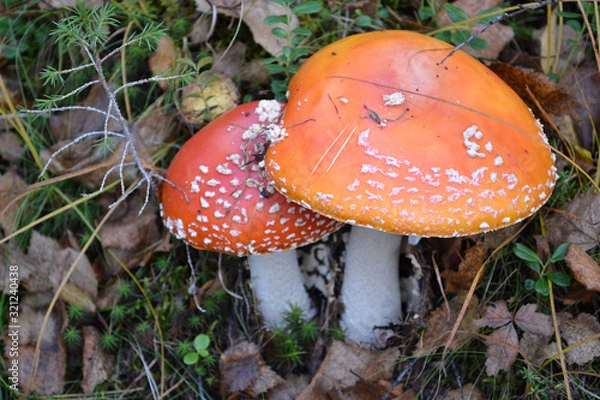 Fototapeta Beautiful poisonous mushroom Amanita with a red hat with white dots