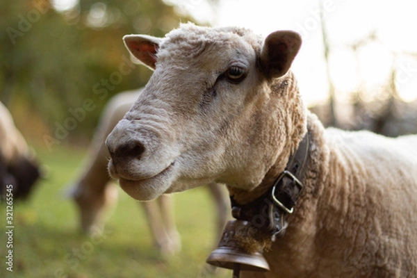 Obraz Schaf mit Glocke