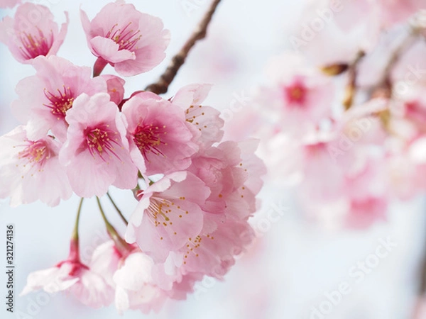 Obraz 大寒桜が満開な日本の春の風景