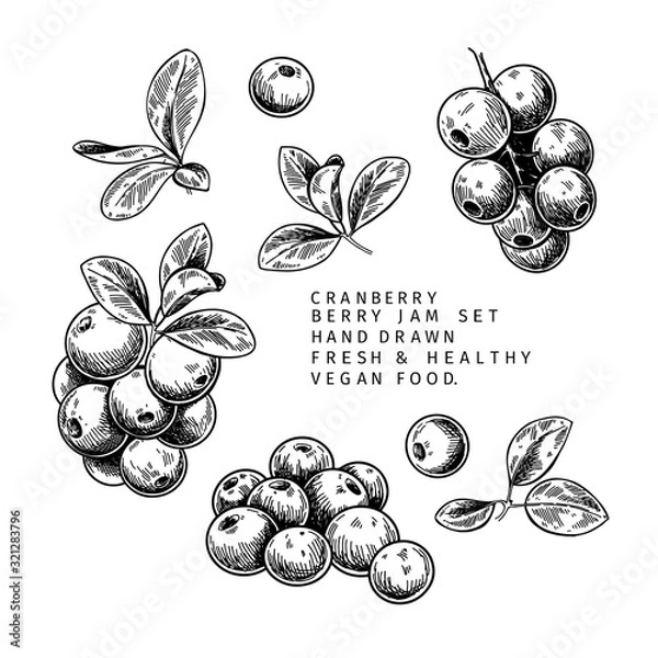 Obraz Hand drawn cranberry branch, leaf and berry. Engraved vector illustration. Cowberry, blueberry wild plant. Summer harvest, jam or mamalade vegan ingredient. Menu, package, cosmetic and food design.