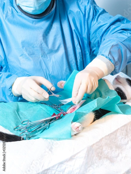 Obraz cat going under surgery at the vets