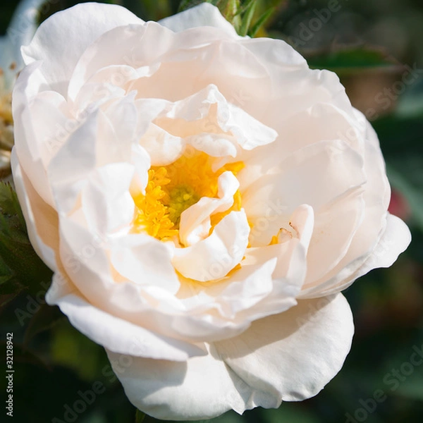 Obraz rose alba maxima