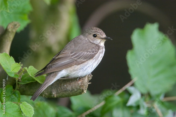 Obraz Spotted Flycatcher