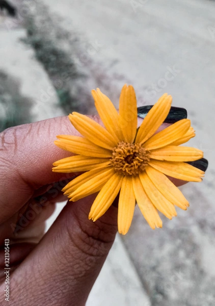 Obraz Flor tipo girassol