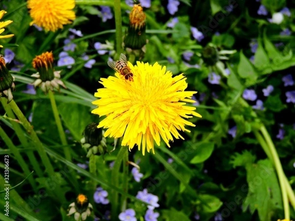 Obraz bee on the dandelion