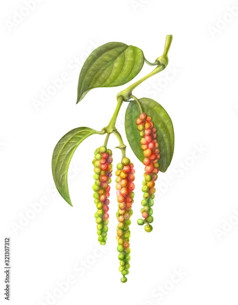Fototapeta Black Pepper Vine Pencil Illustration Isolated on White with Clipping Path