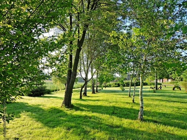Obraz trees in the park