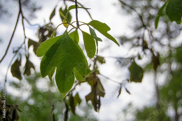 Fototapeta Hanging sassafras leaves
