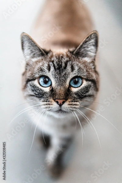 Fototapeta Blue Kitty