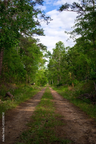 Fototapeta Dirt path through greenery