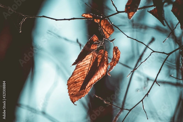 Obraz butterfly on leaf
