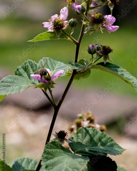 Obraz Bees on Blackberry