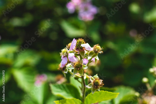 Obraz Budding Blackberry Bushes