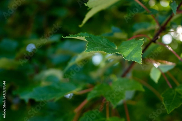 Fototapeta Macro Leaf