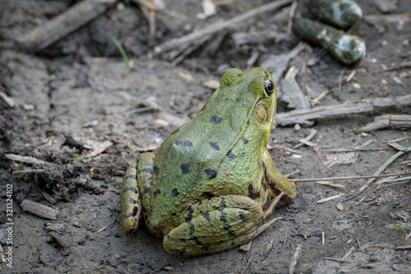 Fototapeta close-up of a green frog in a marsh