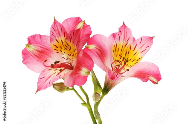 Obraz Two alstroemeria flowers
