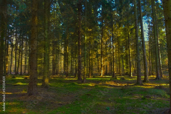 Obraz lichtdurchfluteter Wald