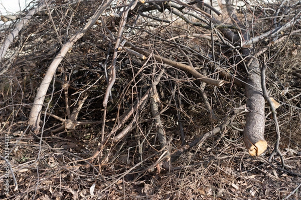 Fototapeta Felled tree branches on the ground