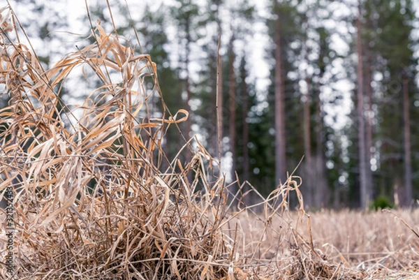 Fototapeta Wheat field soil, old brown plants on farmer field, they left after last autumn harvest, close view, bokeh. Pine tree forest in zoomed blurred background. Swedish modern agriculture, farming.