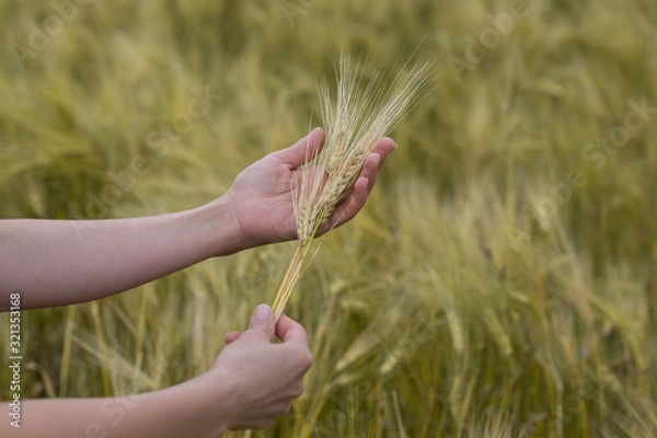 Obraz Ears of rye in women's hands. Environmentally friendly product.