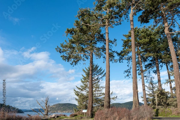 Fototapeta Low angle landscape of tall trees and water at west beach in Deception Pass State Park in Washington