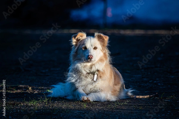 Fototapeta border collie