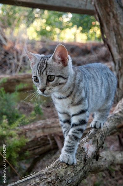 Fototapeta kitten 2