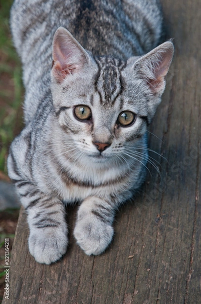 Fototapeta Kitten 1