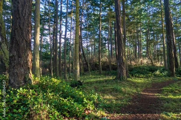 Fototapeta Forest landscape with hiking trail at west beach in Deception Pass State Park in Washington
