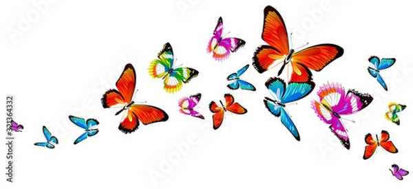 Obraz butterfly408