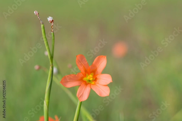 Fototapeta One-leaf Cape Tulip (Moraea Faccida) - Centred